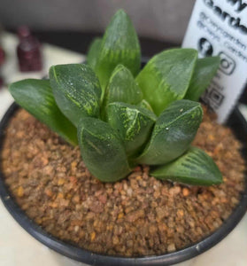 Haworthia sp. Hybrid 11