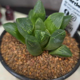 Haworthia sp. Hybrid 11