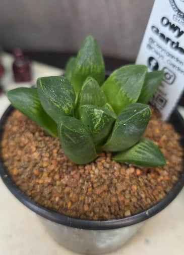 Haworthia sp. Hybrid 11