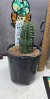 Euphorbia hybrid