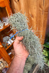 Tillandsia usneoides - Large clumps
