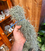 Tillandsia usneoides - Large clumps