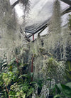 Tillandsia usneoides - Large clumps