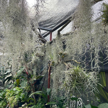 Tillandsia usneoides - Large clumps