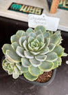 Echeveria sp