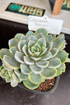 Echeveria sp