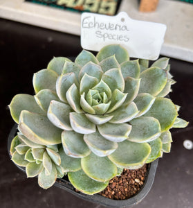 Echeveria sp