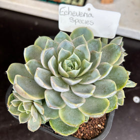 Echeveria sp
