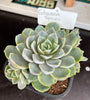 Echeveria sp