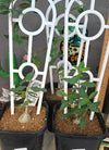 Fockea angustifolia