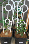 Fockea angustifolia