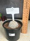 Mammillaria plumosa