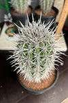 Pachycereus pringlei