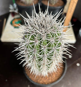 Pachycereus pringlei