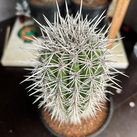 Pachycereus pringlei
