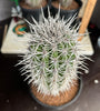 Pachycereus pringlei