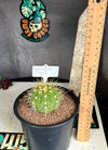 Gymnocalycium hybrid