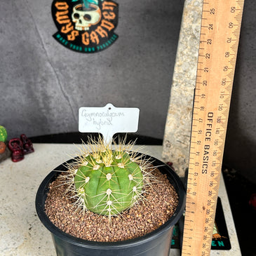 Gymnocalycium hybrid