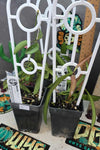 Hoya wayetii