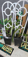 Hoya wayetii