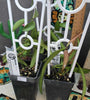Hoya wayetii