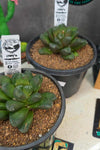 Haworthia manghanii Hybrid