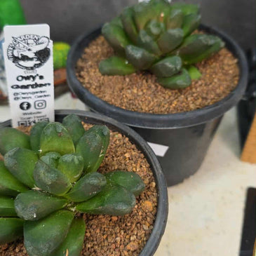 Haworthia manghanii Hybrid