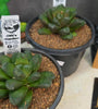 Haworthia manghanii Hybrid