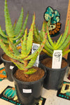 Aloe africana