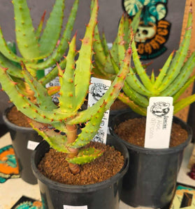 Aloe africana