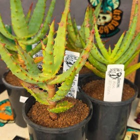 Aloe africana