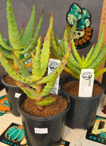 Aloe africana