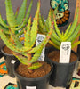 Aloe africana