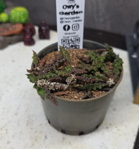 Euphorbia decaryi