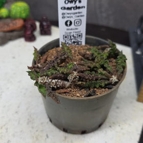 Euphorbia decaryi