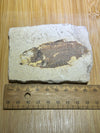 Knights Alta fish fossil specimen