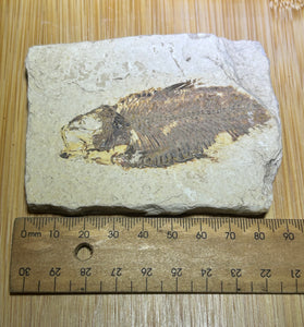 Knights Alta fish fossil specimen