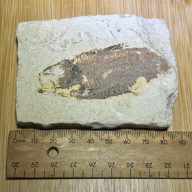 Knights Alta fish fossil specimen