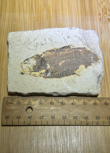 Knights Alta fish fossil specimen