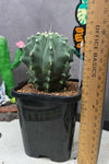 Ferocactus glaucescens F. inermis