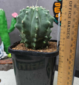 Ferocactus glaucescens F. inermis