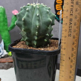 Ferocactus glaucescens F. inermis