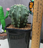 Ferocactus glaucescens F. inermis