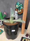 Gasteria batesiana 'variegated' White form