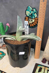 Gasteria batesiana 'variegated' White form