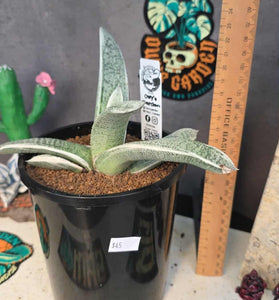Gasteria batesiana 'variegated' White form