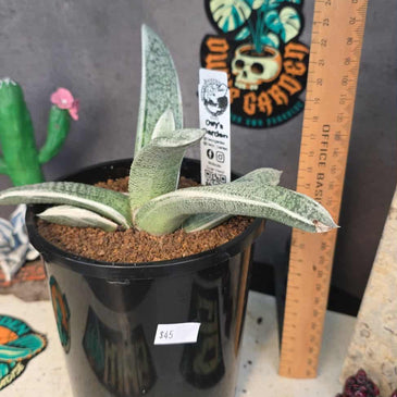 Gasteria batesiana 'variegated' White form