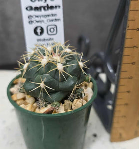 Corypantha elephantipes