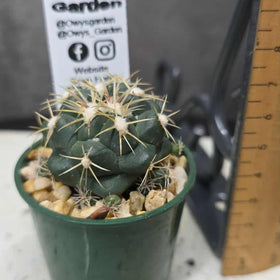 Corypantha elephantipes