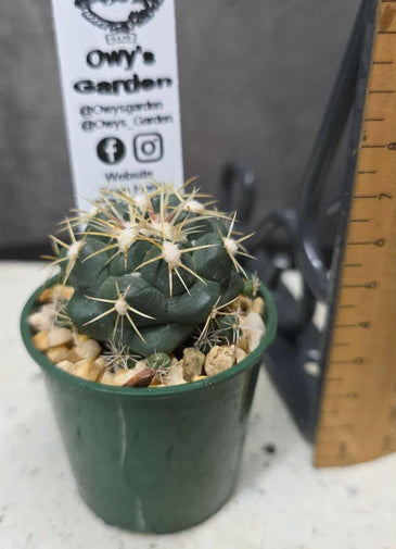 Corypantha elephantipes